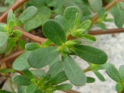 馬齒莧種子可以用水泡幫助發(fā)芽嗎？