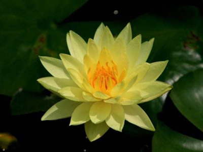 睡蓮種子不開口可以發(fā)芽嗎？