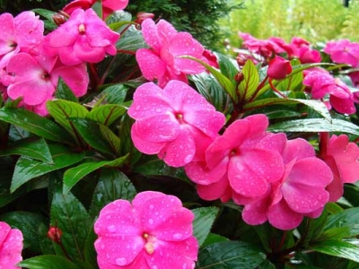 鳳仙花種子七月可以種嗎？