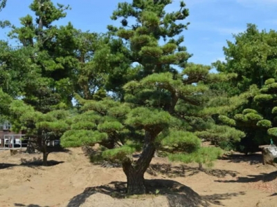 黑松種子可以用河砂種植嗎？