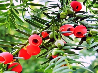 6月可以種植紅豆杉種子嗎？