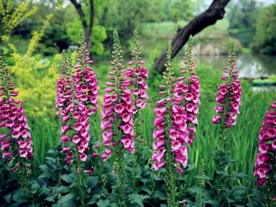 毛地黃種子當(dāng)年種植當(dāng)年能開花嗎？
