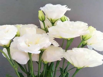 洋桔梗種子從發(fā)芽到開花得多長時間？