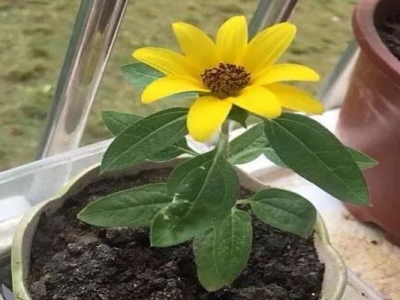 矮向日葵種子種多久開花？
