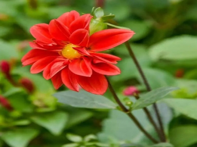 小麗花種子多久開花？