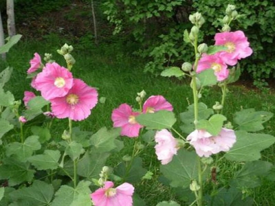 蜀葵種子播種多久開花？
