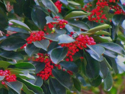 紅果冬青適合什么季節(jié)種？