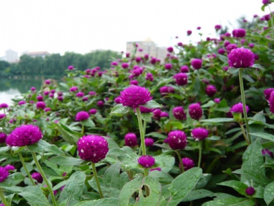 百日紅什么情況下開花？