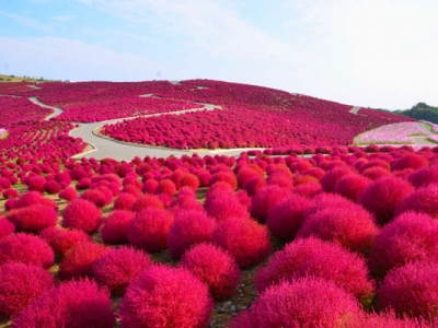 地膚種子種植時(shí)間是幾月？
