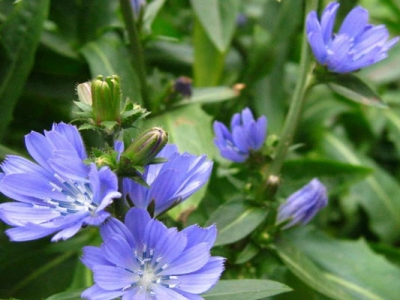 菊苣種子的播種時(shí)間是幾月？