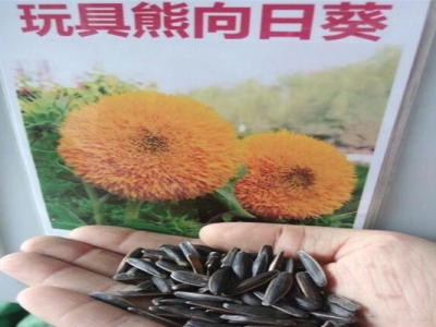 玩具熊向日葵種子生長(zhǎng)周期？