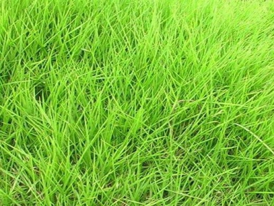 狗牙根草坪跟天鵝絨草坪的區(qū)別是什么？