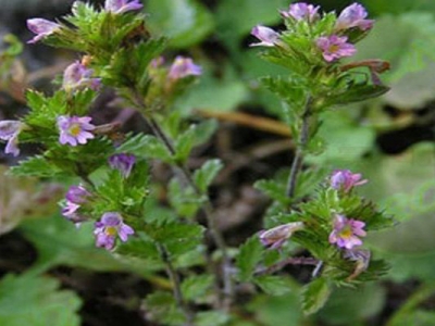 蝦塘冬季小米草的種植時(shí)間是幾月？
