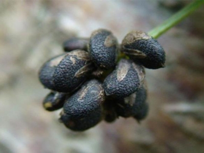 補骨脂種子什么時候種植最好？