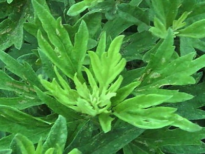 艾草種子什么時(shí)候種植？