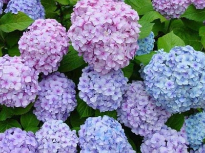 繡球花種子什么時(shí)候種植最好？