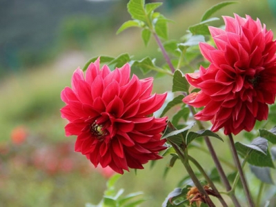 大麗花種子幾天發(fā)芽？