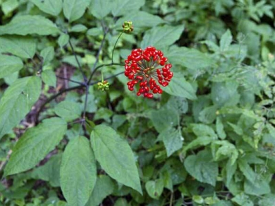 人參種子播種之后幾天能發(fā)芽？