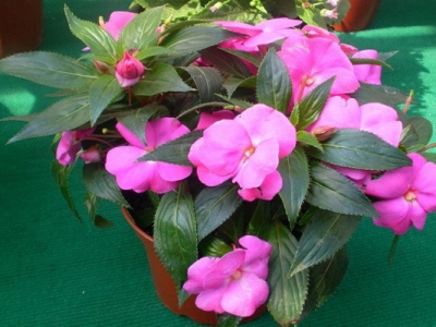 鳳仙花種子幾天才能發(fā)芽？