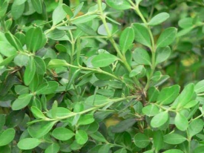 小葉黃楊種子幾天能發(fā)芽？