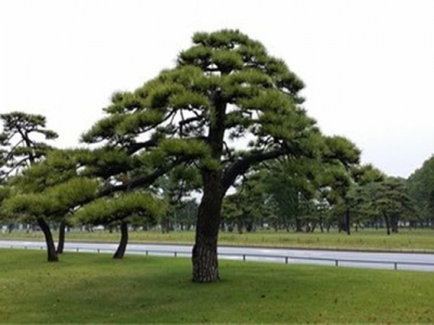 黑松種子幾天發(fā)芽？