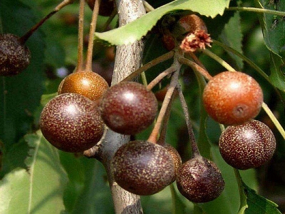 杜梨種子催芽幾天出芽？