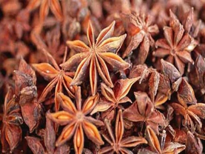 茴香種子幾天發(fā)芽？