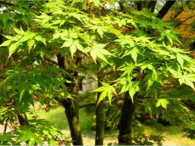 雞爪槭種子幾天發(fā)芽？