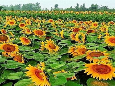 矮向日葵種子幾天發(fā)芽？