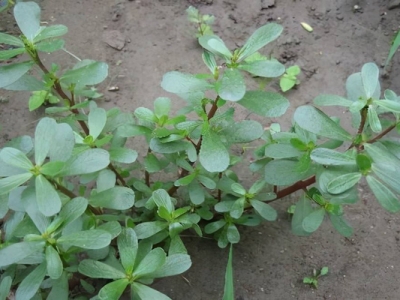 馬齒莧種子幾天能發(fā)芽？