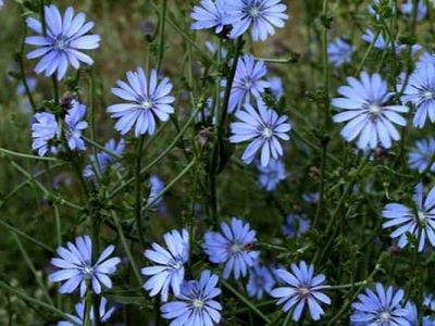 菊苣種子幾天能夠發(fā)芽？