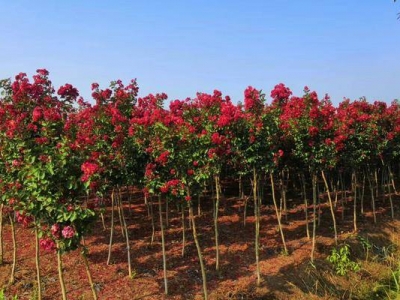 紫薇種子幾天發(fā)芽？