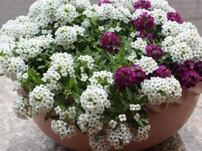 香雪球花種子什么時(shí)候播種