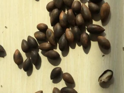 黃花梨種子什么時候播種？