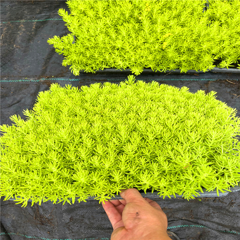金葉佛甲草