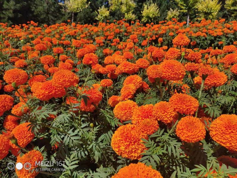 橙色萬(wàn)壽菊花朵花海