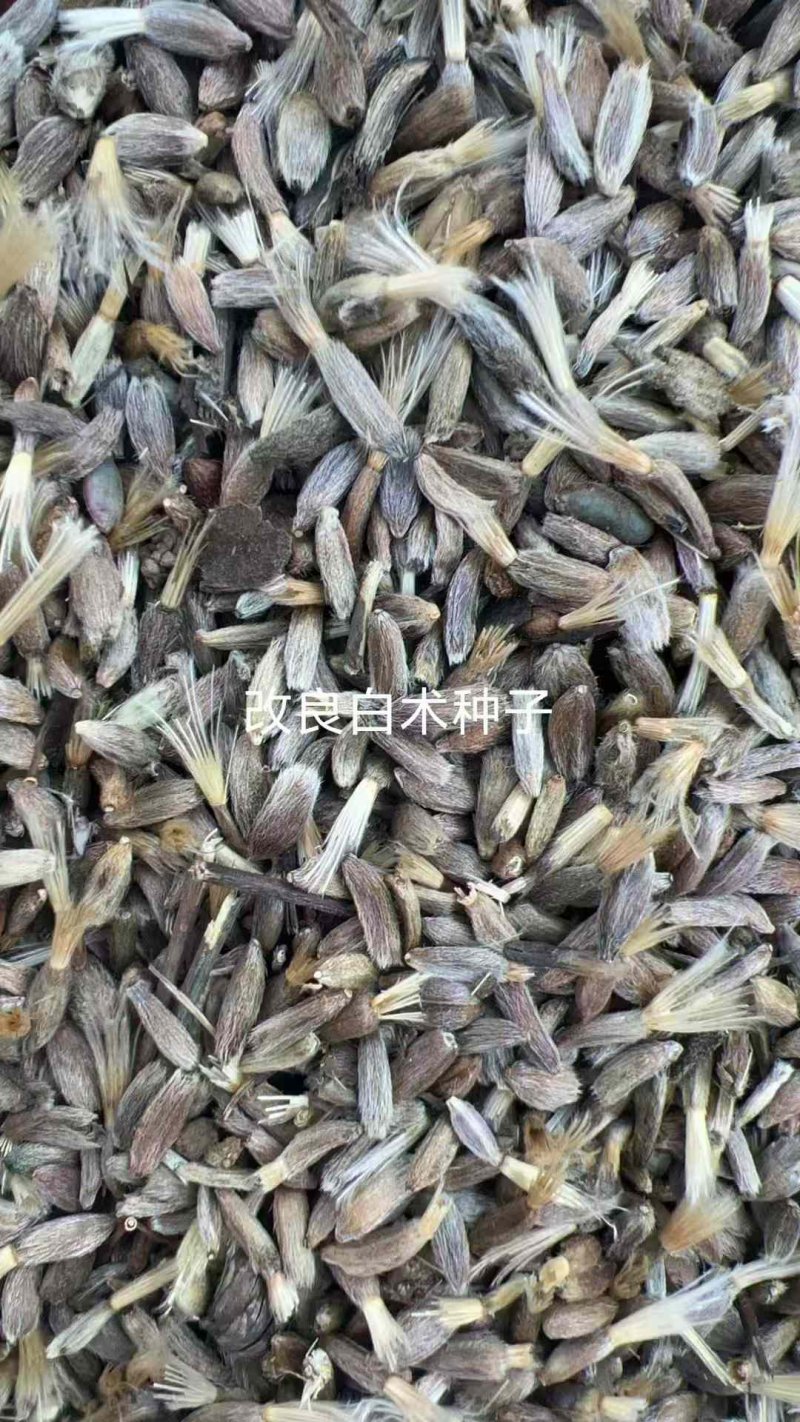 3年株節(jié)的籽全新白術種子