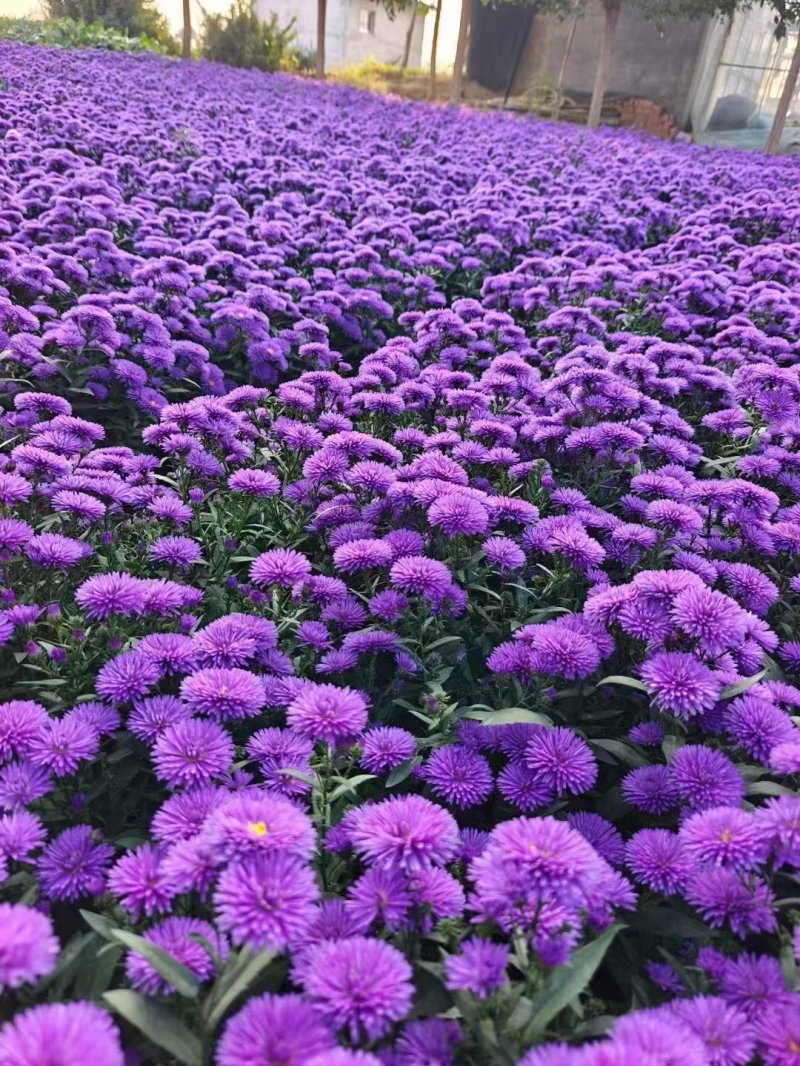 翠菊盆栽袋苗 翠菊盆栽袋苗