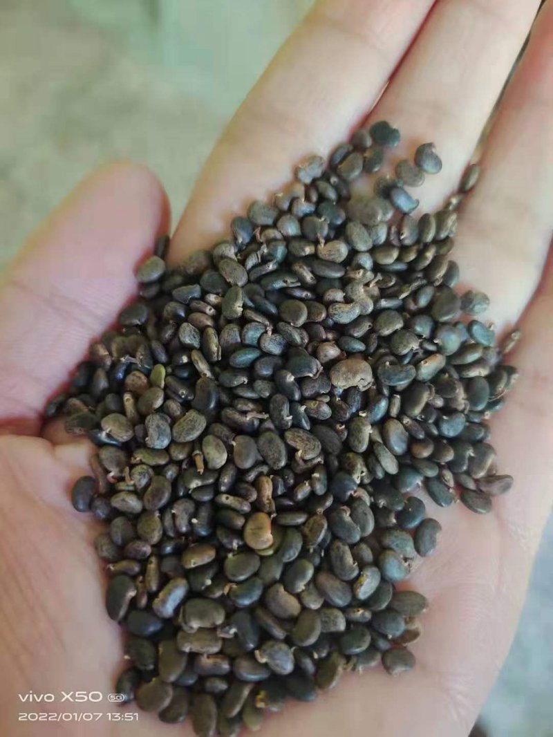刺槐種子