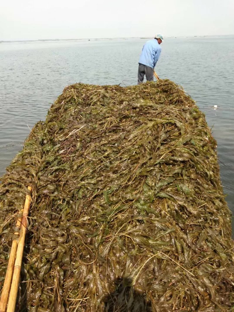 黑藻沉水植物水生凈化打撈現(xiàn)場