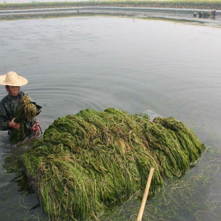 金魚藻