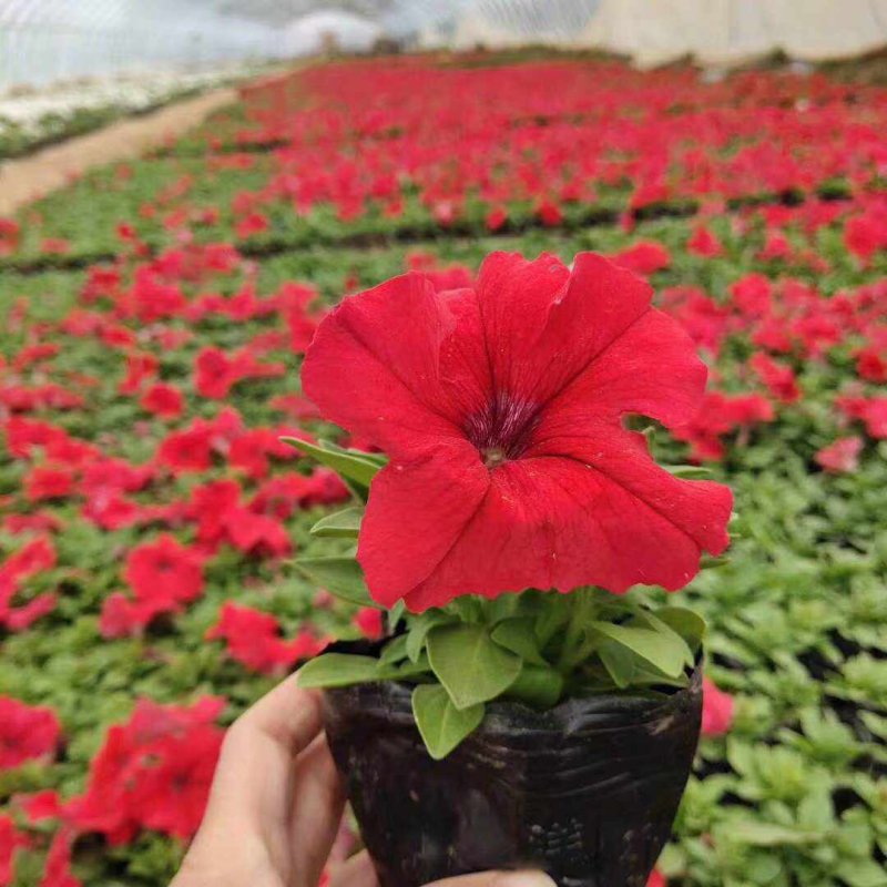 正紅大紅色矮牽?；ǘ?/>
</p>
<p style=