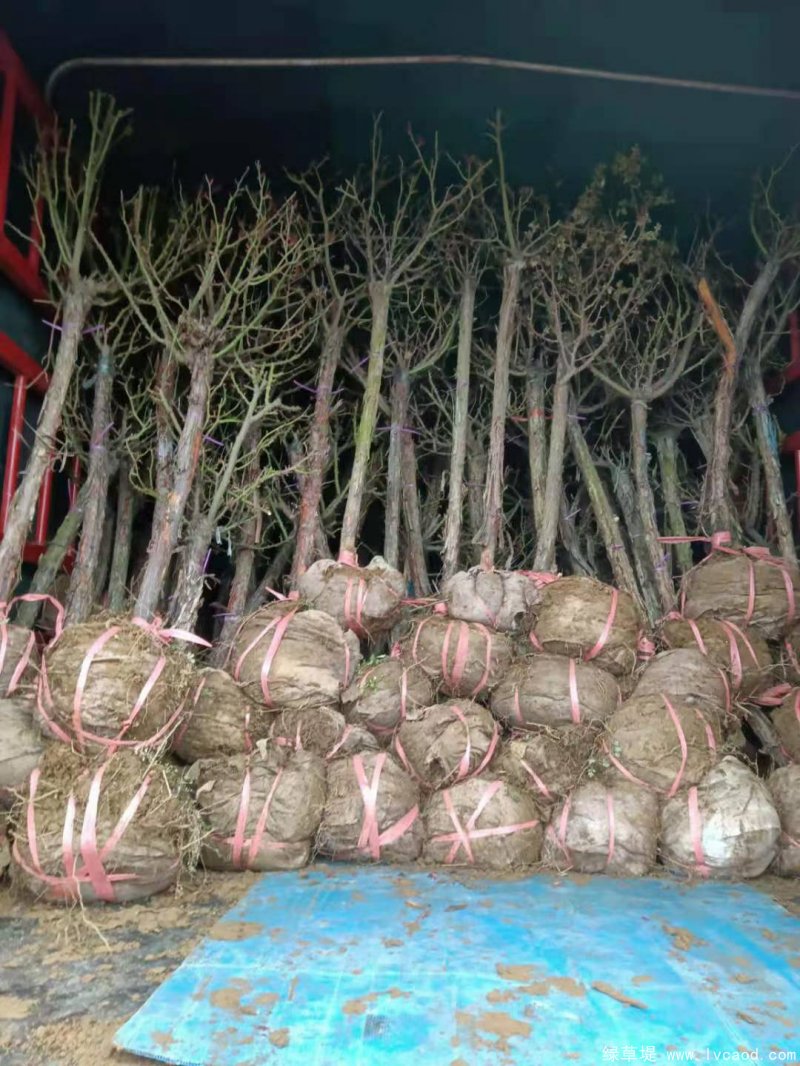 月季樹(shù)樹(shù)樁月季lvcaod.com