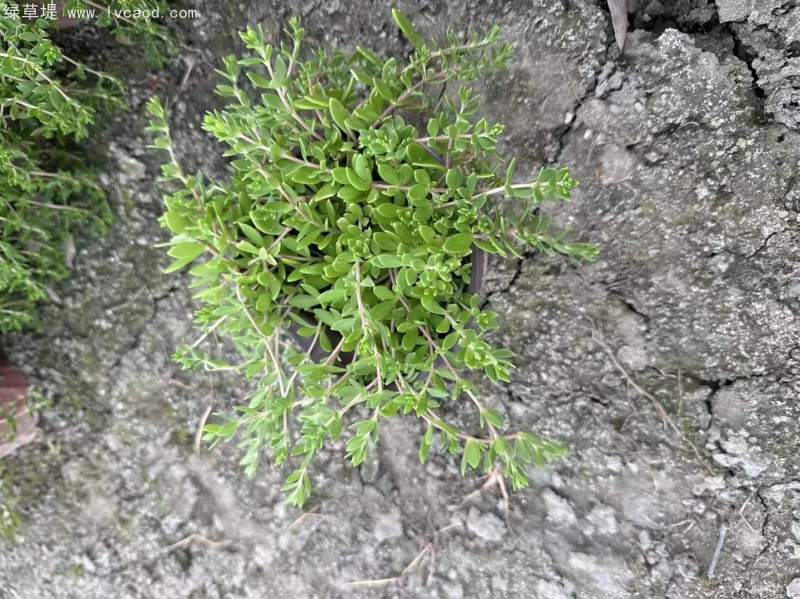 垂盆草