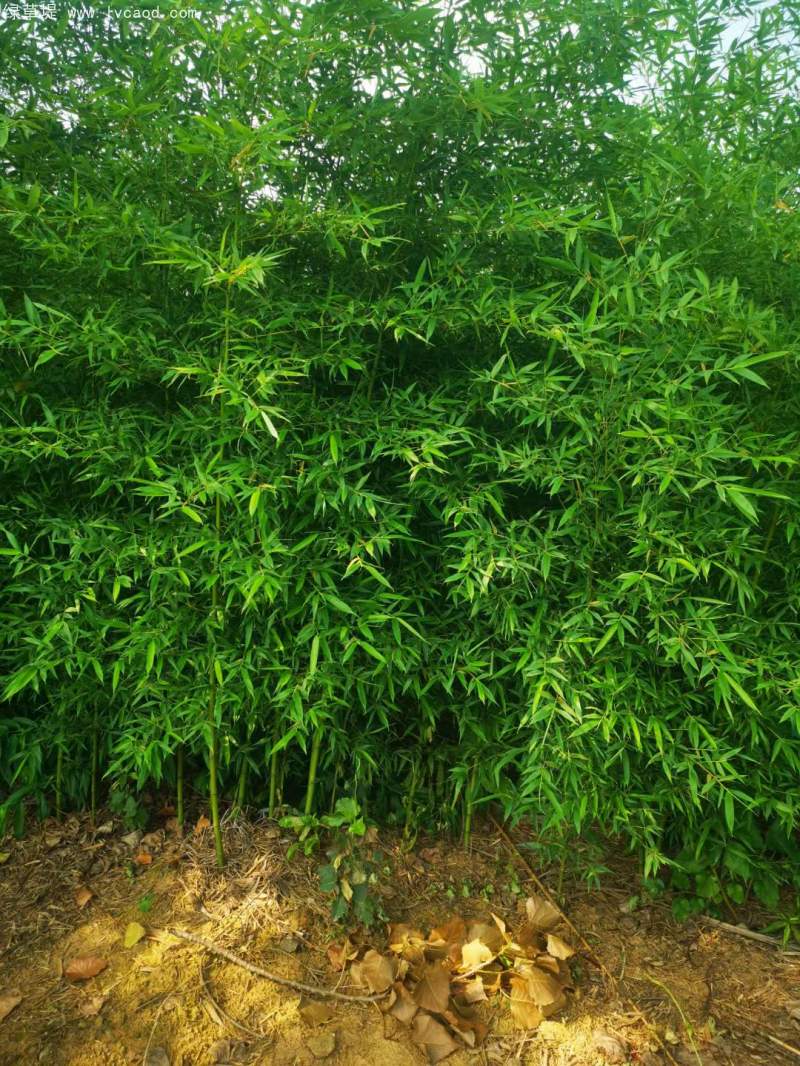 淡竹苗 淡竹苗