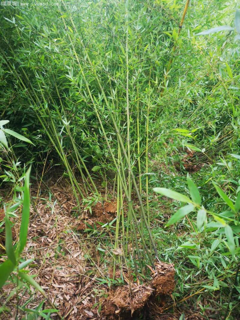 淡竹苗 淡竹苗