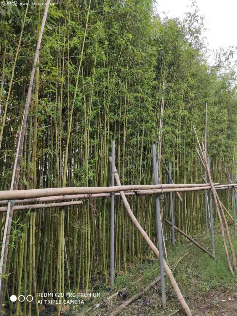淡竹苗 淡竹苗