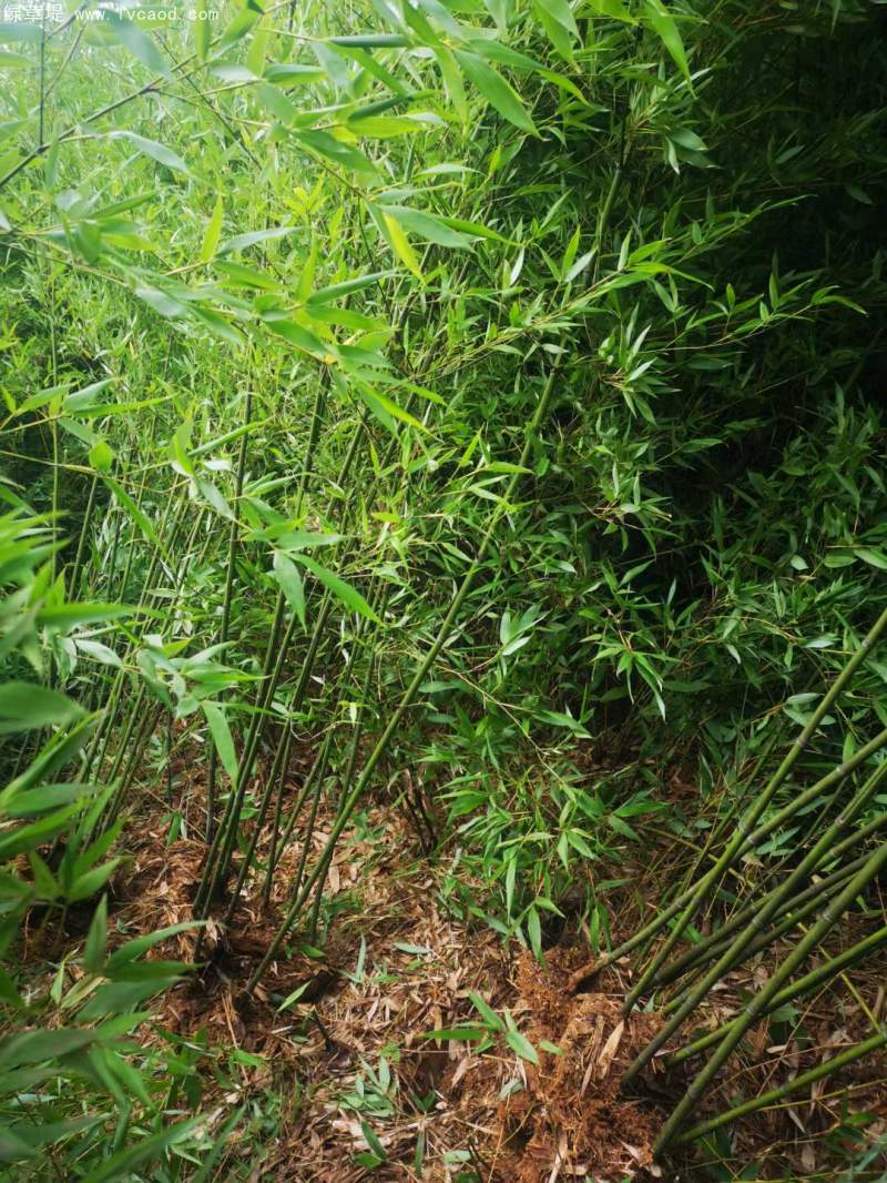 青竹苗綠竹苗 青竹苗綠竹苗