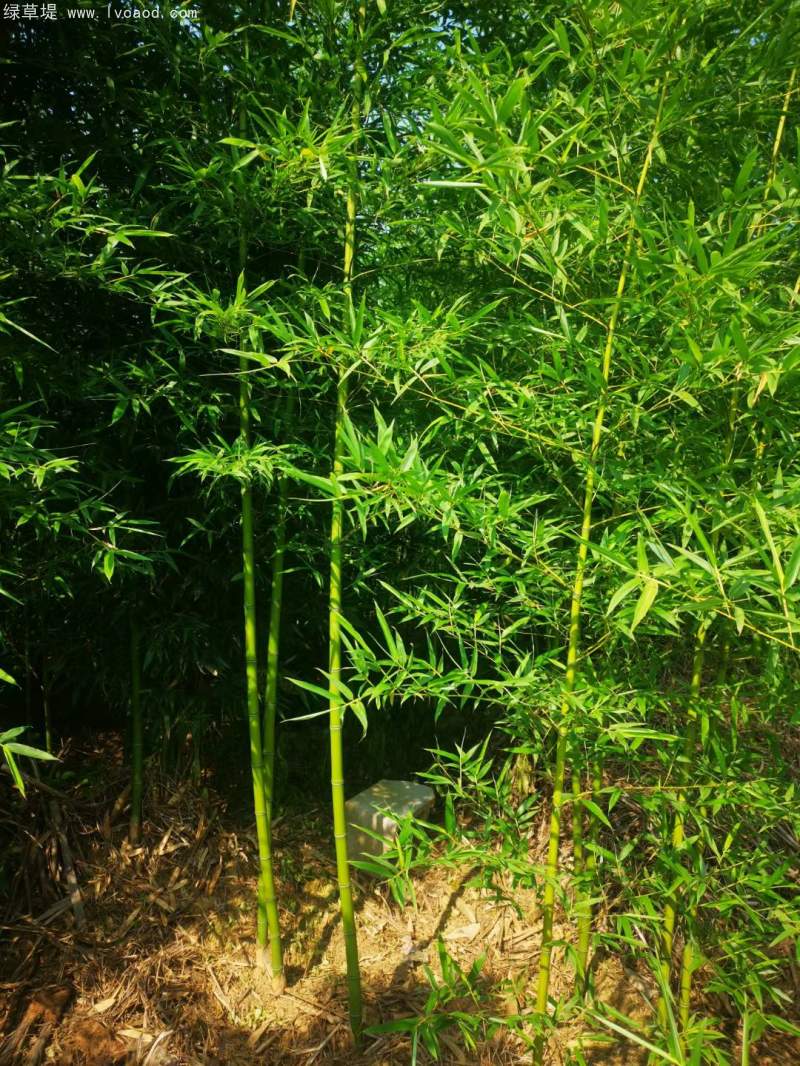 青竹苗綠竹苗 青竹苗綠竹苗