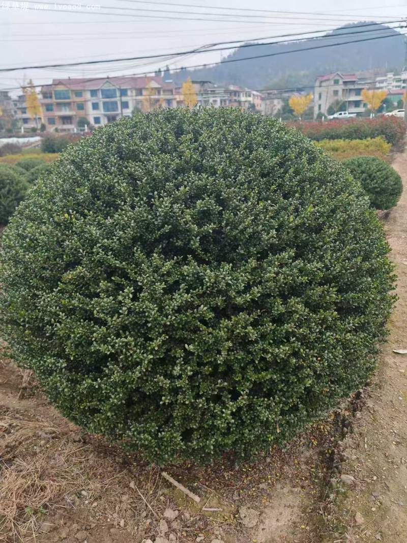 龜甲冬青球